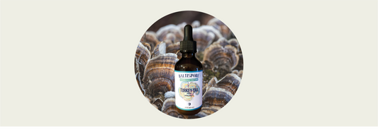 Turkey Tail Mushrooms: Immune Boosters and Potentially Promising Cancer Fighters