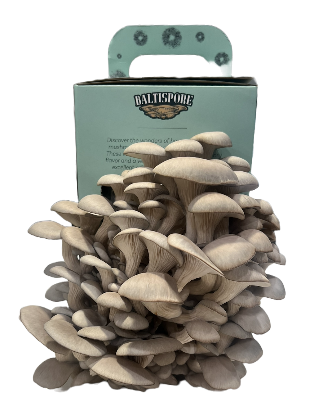 Ready-To-Fruit Oyster Mushroom Grow Kit
