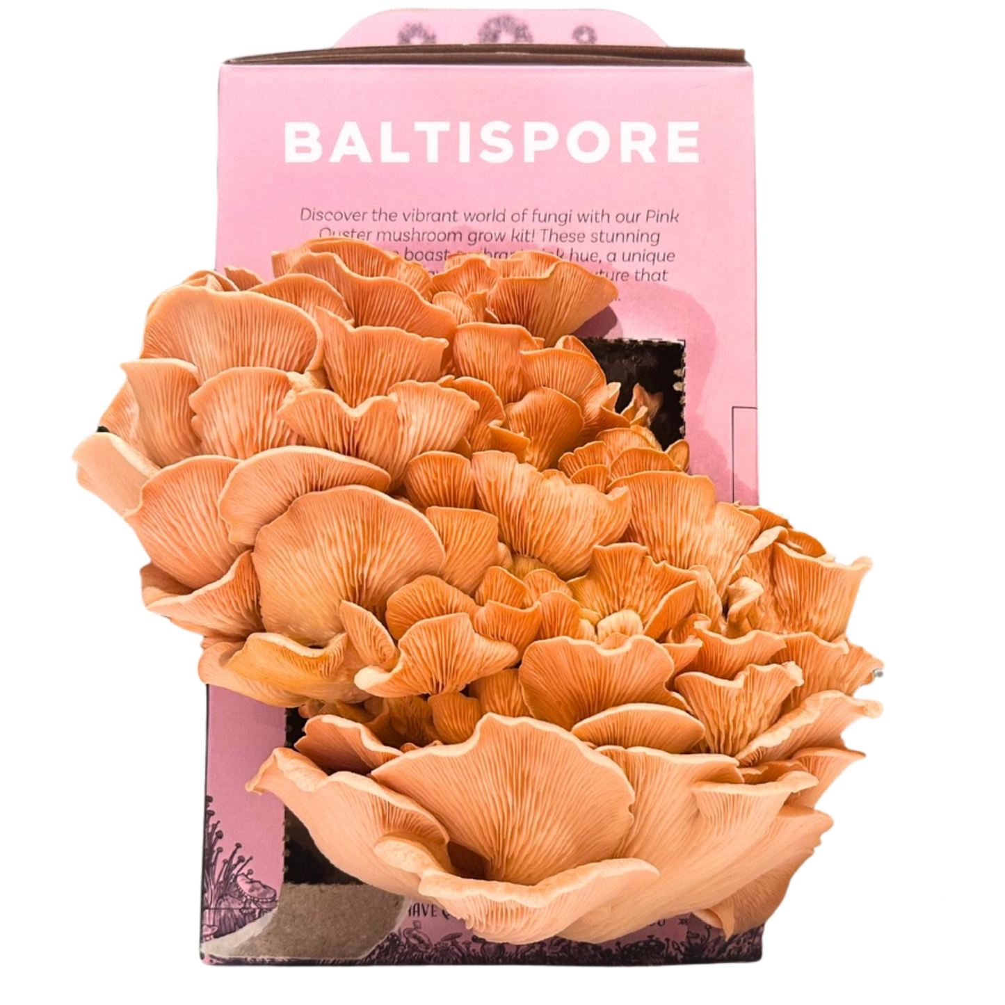 Pink Oyster “Ready-To-Fruit” Mushroom Grow Kit