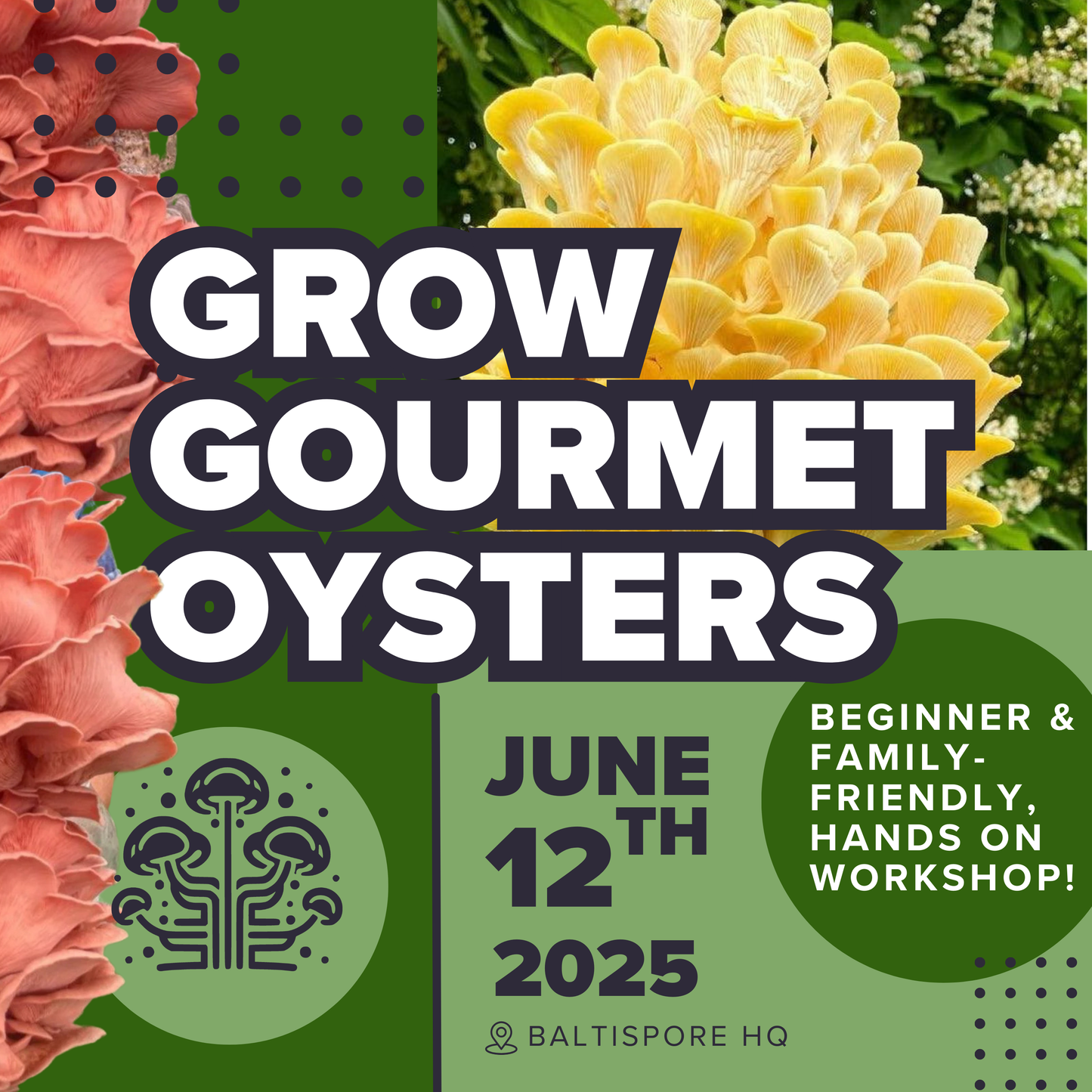 Grow Gourmet Oyster Mushrooms