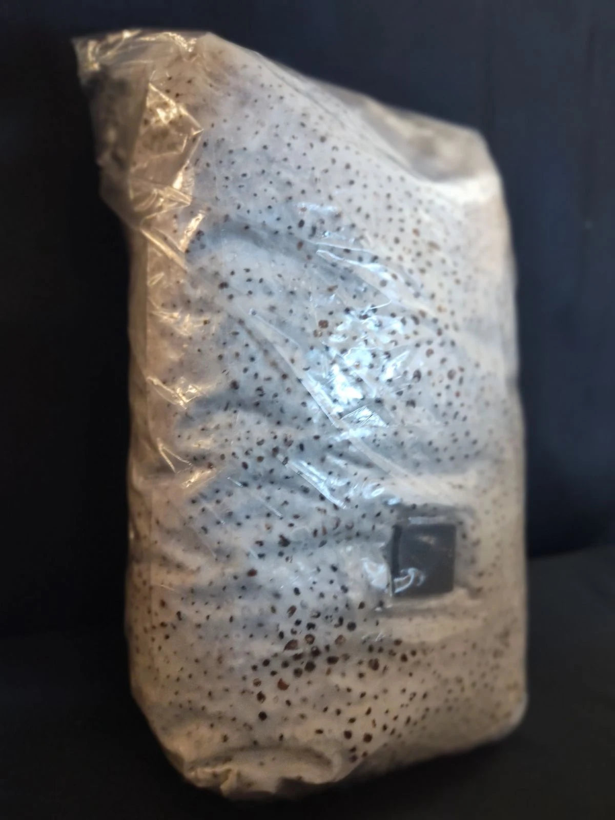 Colonized Grain Spawn (15lbs)