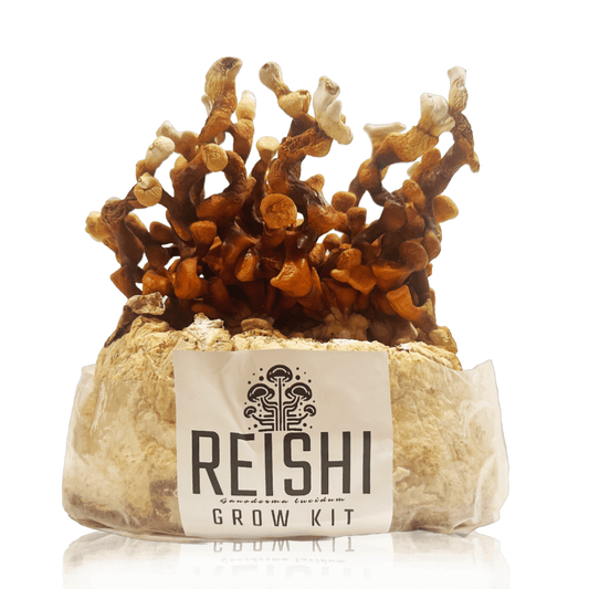 Reishi “Set & Forget” Grow Kit - BaltiSpore
