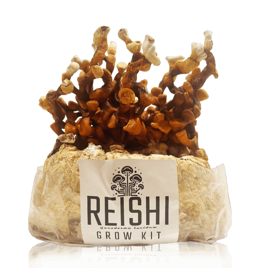 Reishi “Set & Forget” Grow Kit