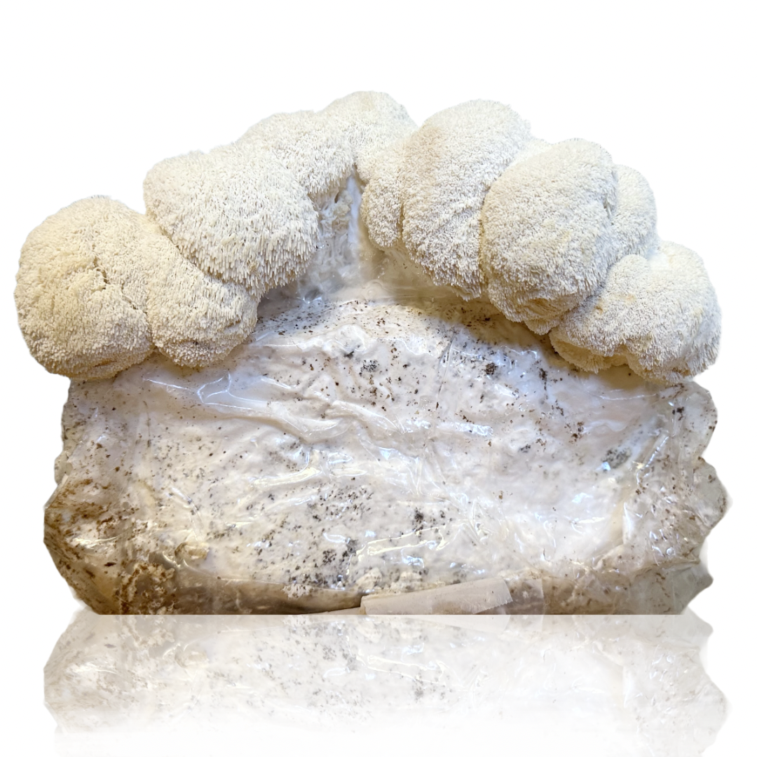 Mushroom Grow Kit Refill Block