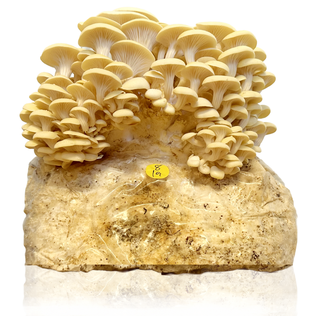 Mushroom Grow Kit Refill Block