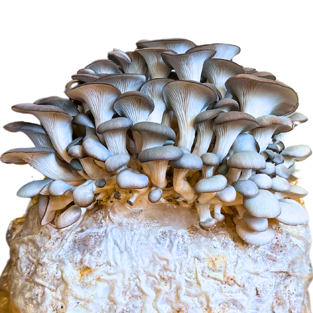 Mushroom Grow Kit Refill Block