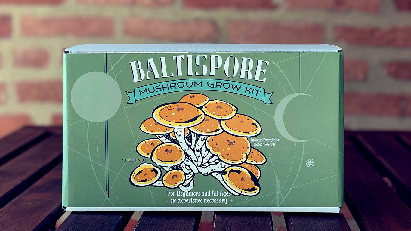 Ready-To-Fruit Chestnut Mushroom Grow Kit