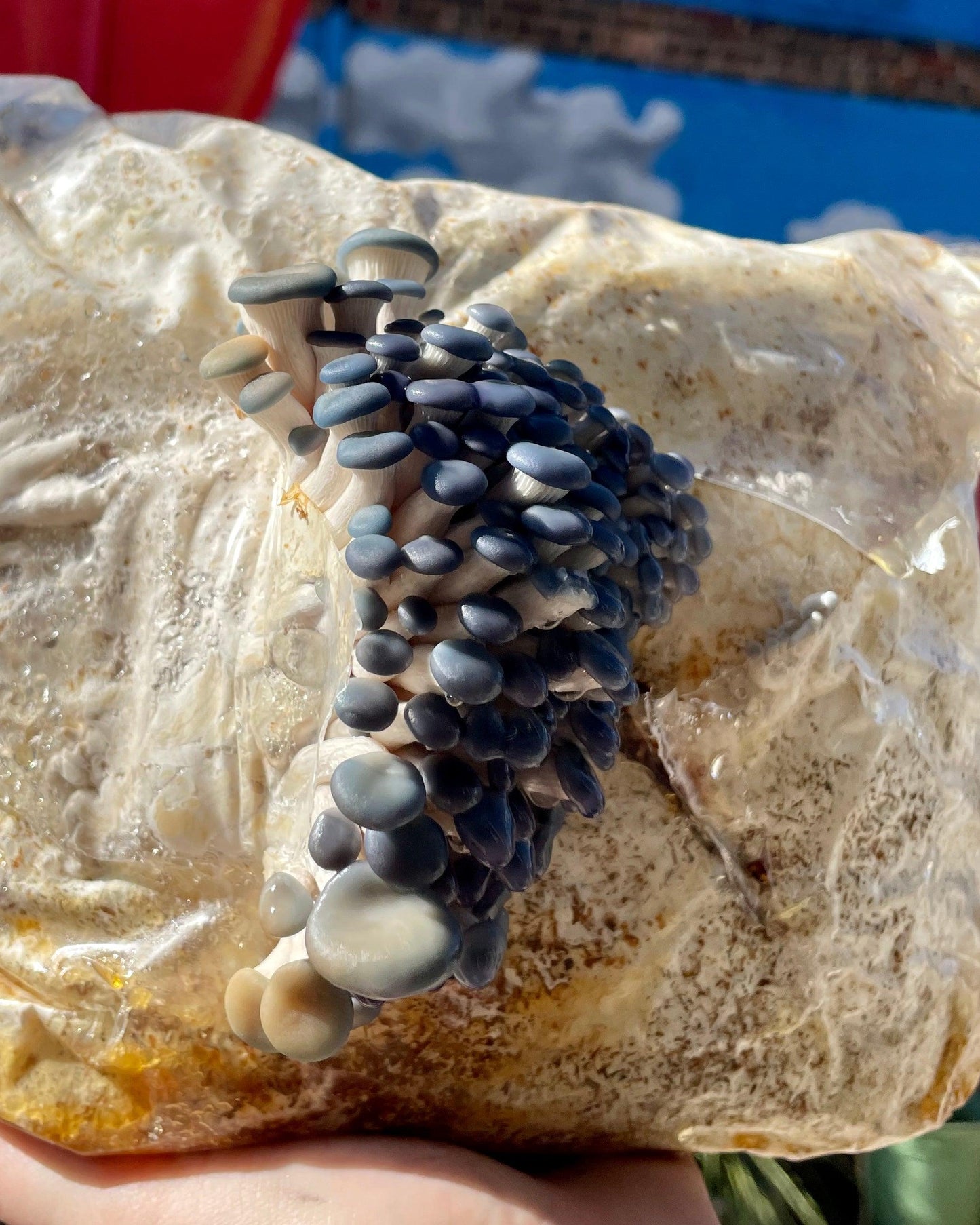 Blue Oyster “Ready-To-Fruit” Mushroom Grow Kit - BaltiSpore
