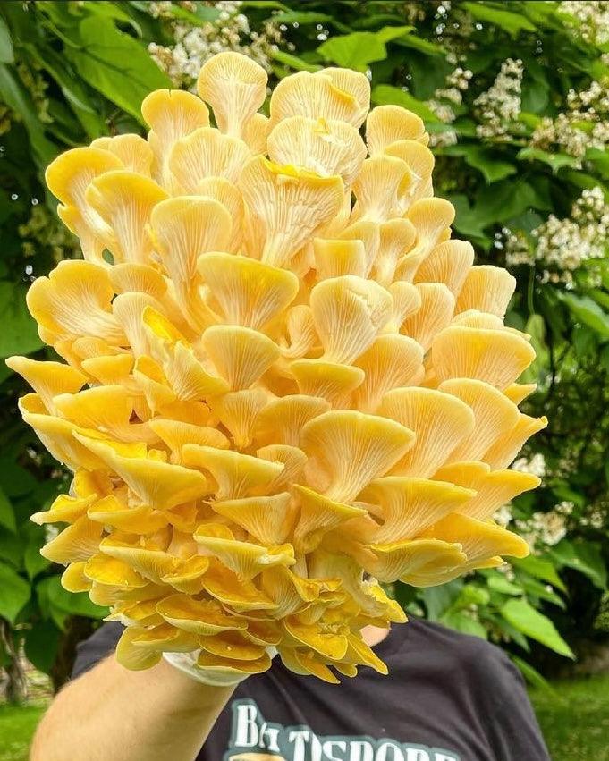 Golden Oyster “Ready-To-Fruit” Mushroom Grow Kit - BaltiSpore