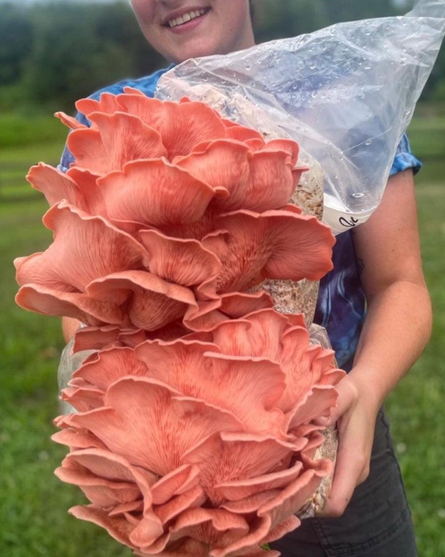 Pink Oyster “Ready-To-Fruit” Mushroom Grow Kit