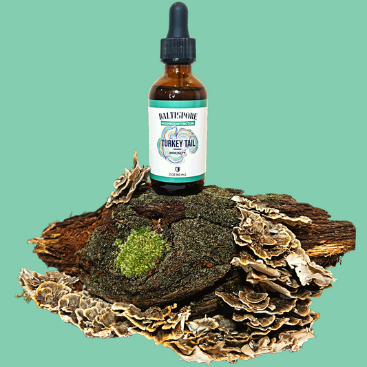 Turkey Tail Mushrooms: A Promising Ally in Cancer Therapy - BaltiSpore