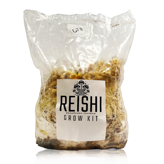 Reishi History, Uses and Grow Kit Instructions - BaltiSpore