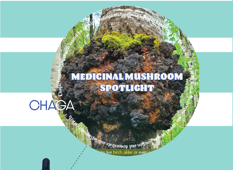 The King of Medicinal Mushrooms: A Spotlight on Chaga – BaltiSpore