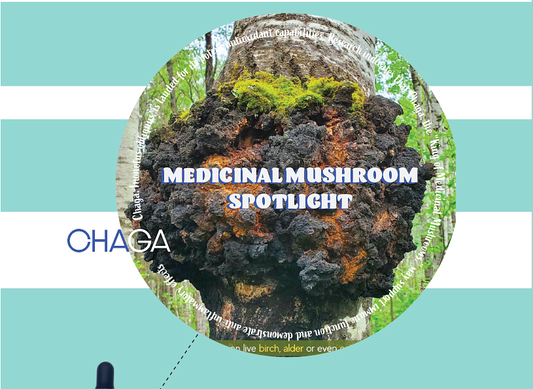 The King of Medicinal Mushrooms: A Spotlight on Chaga