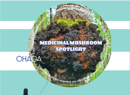 The King of Medicinal Mushrooms: A Spotlight on Chaga - BaltiSpore