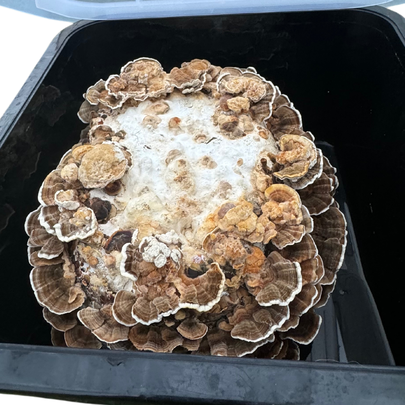 Turkey Tail Grow Kit