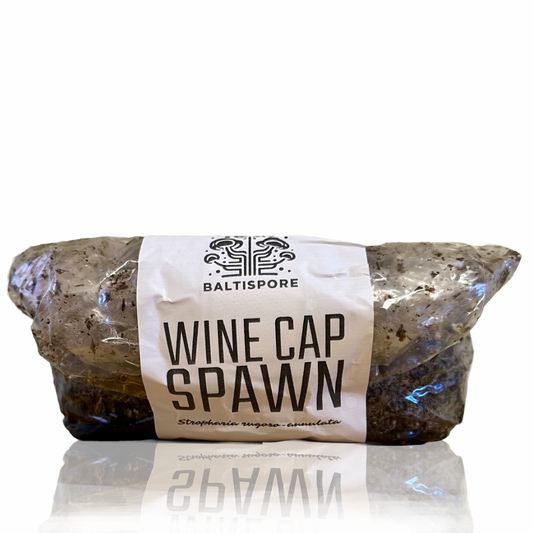 Wine Cap Mushroom Spawn
