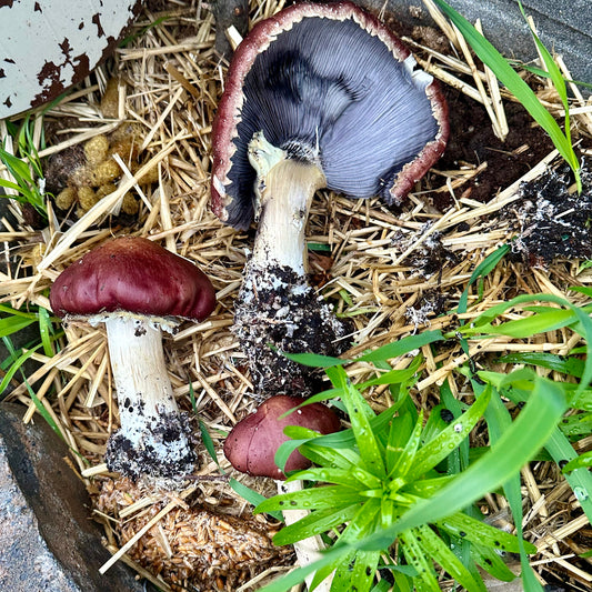 Wine Cap Mushroom Spawn