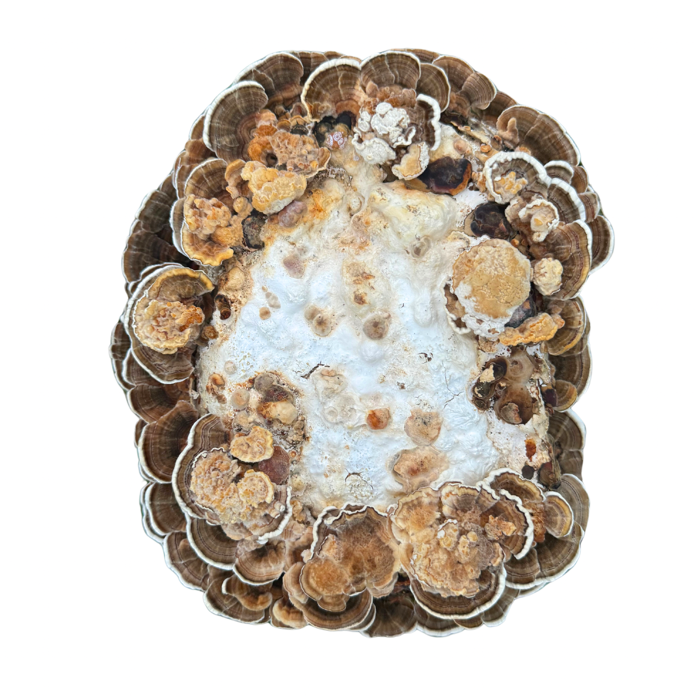 Turkey Tail Grow Block