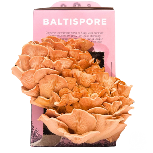 Pink Oyster “Ready-To-Fruit” Mushroom Grow Kit