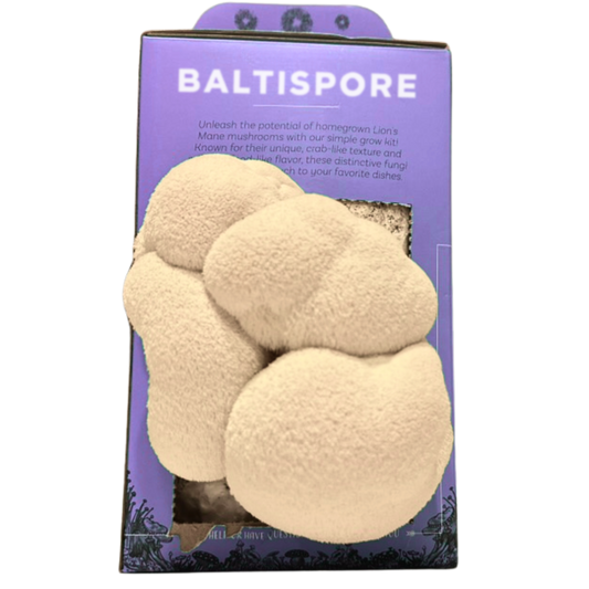 Lion’s Mane “Ready-To-Fruit” Grow Kit