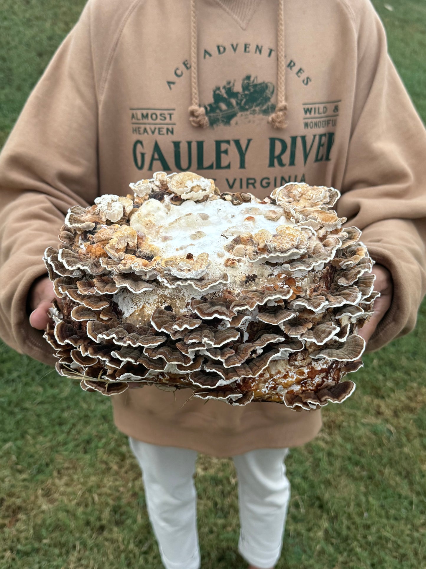 Turkey Tail Grow Kit