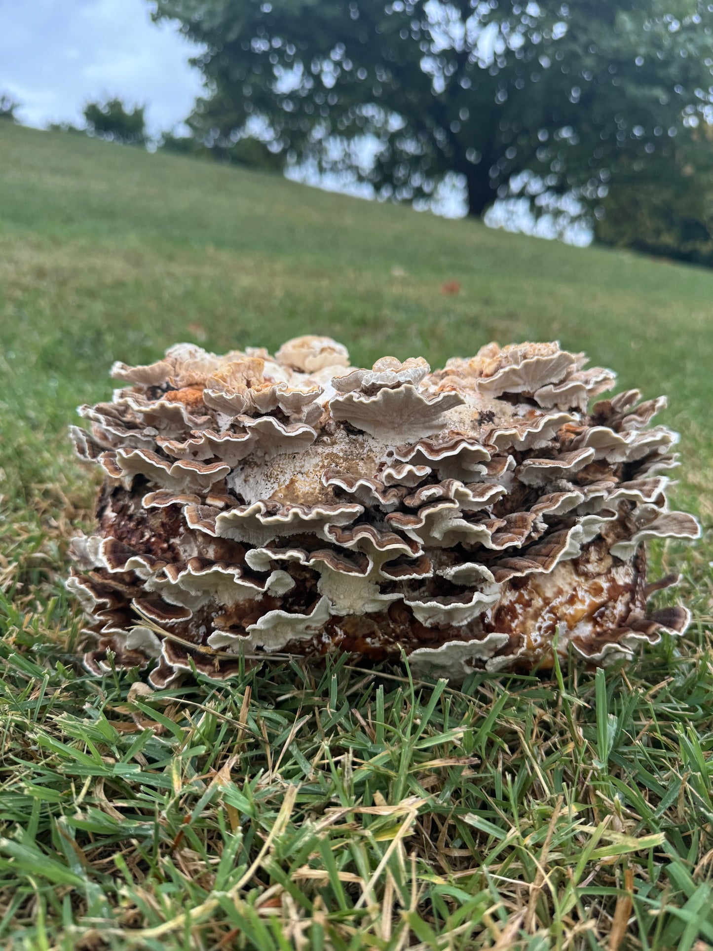 Turkey Tail Grow Block