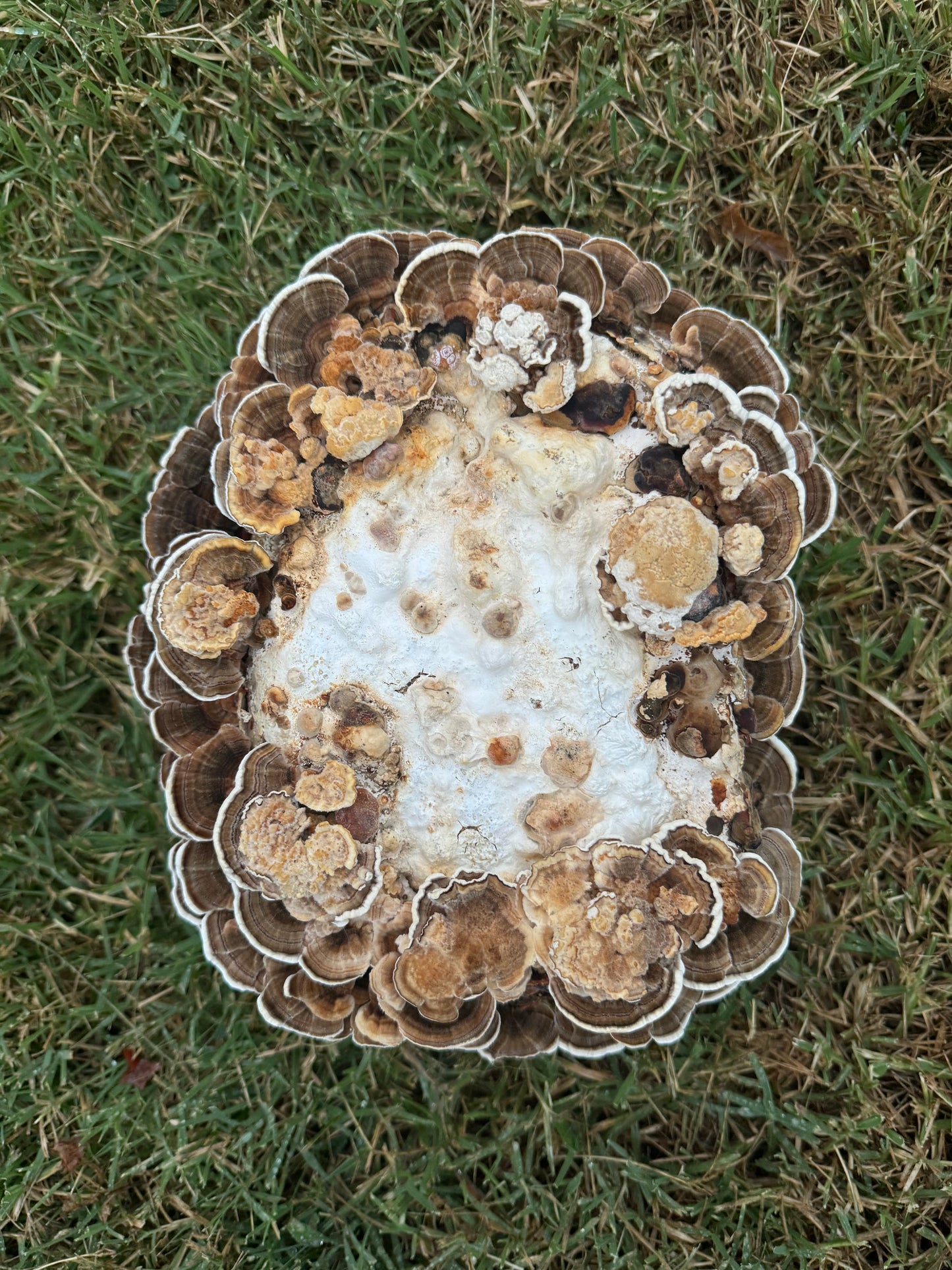 Turkey Tail Grow Block