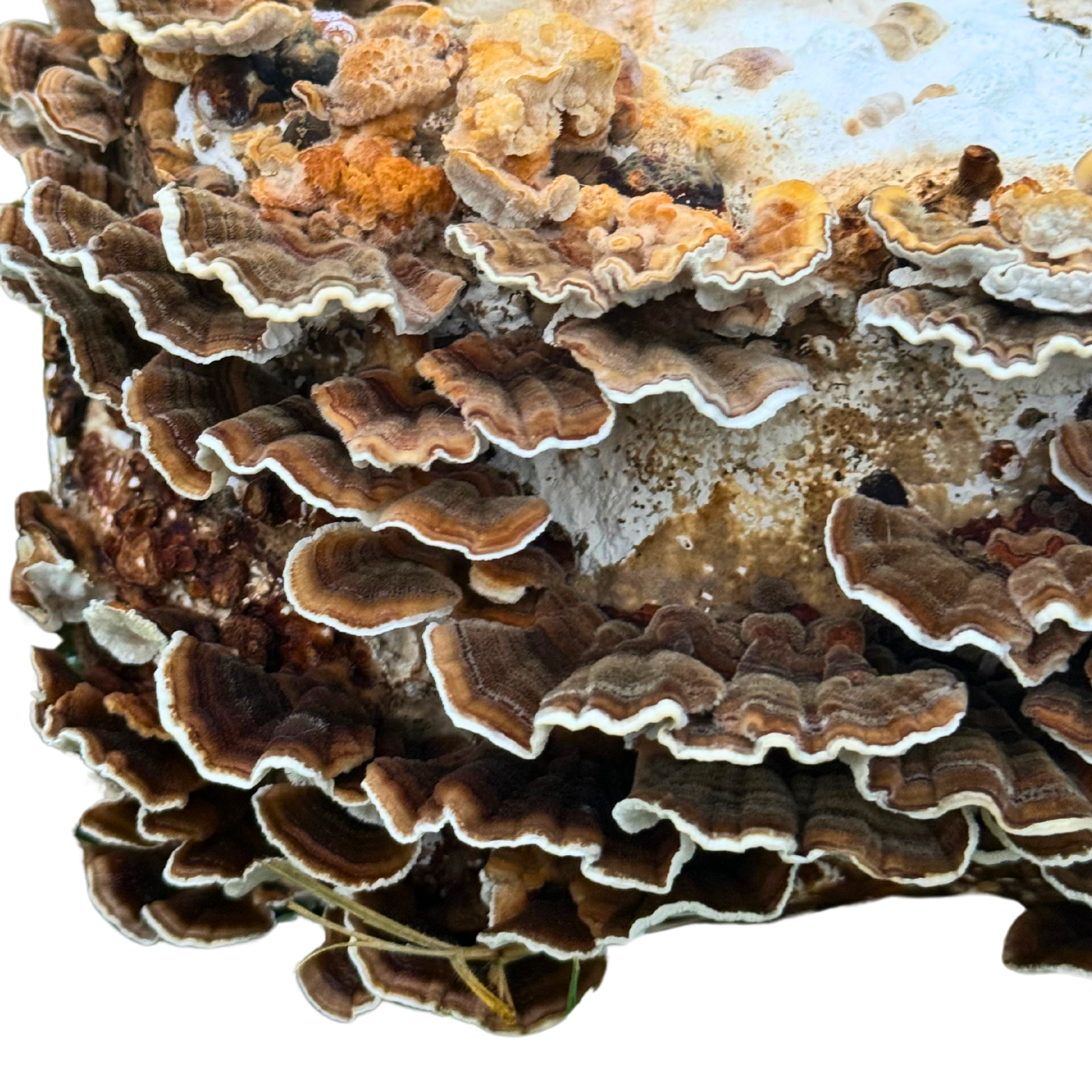 Turkey Tail Grow Kit