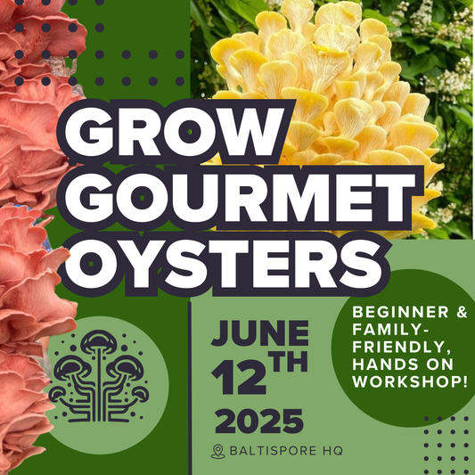 Grow Gourmet Oyster Mushrooms