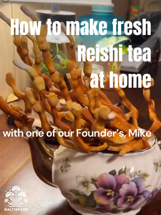 How to make fresh Reishi tea (May 19th)