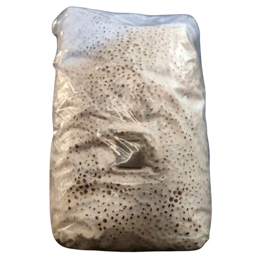 Colonized Grain Spawn (15lbs)