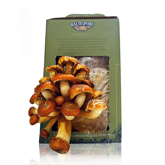 Chestnut “Ready-To-Fruit” Mushroom Grow Kit