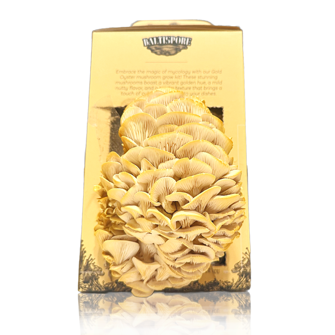 Golden Oyster “Ready-To-Fruit” Mushroom Grow Kit