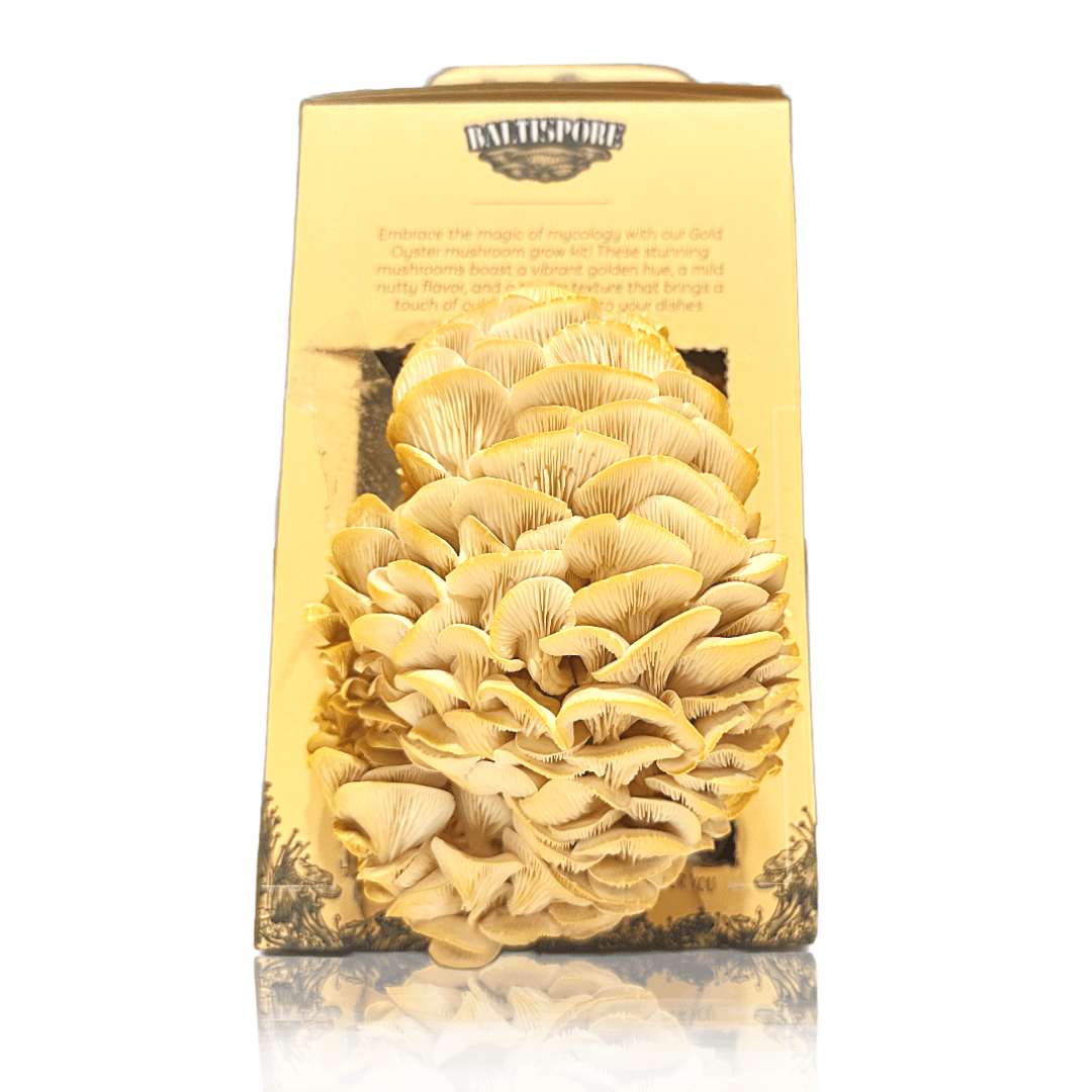 Golden Oyster “Ready-To-Fruit” Mushroom Grow Kit - BaltiSpore
