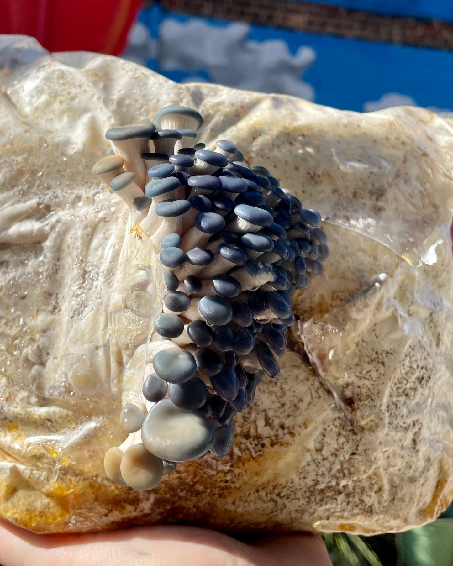 Ready-To-Fruit Blue Oyster Mushroom Grow Kit