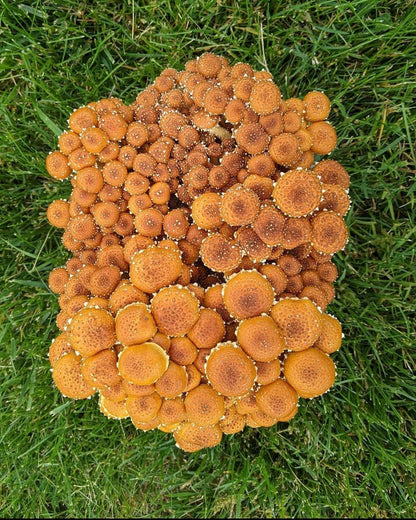 Chestnut “Ready-To-Fruit” Mushroom Grow Kit - BaltiSpore