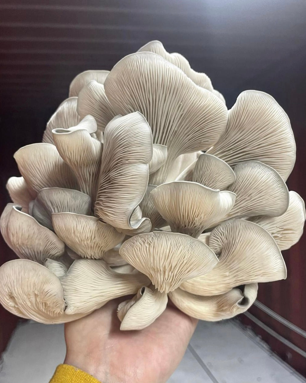 Oyster “Ready-To-Fruit” Mushroom Grow Kit
